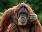 Orangutan